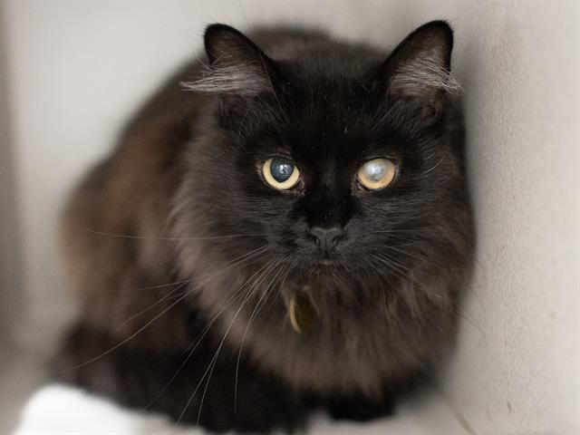 Betty - Female - Domestic LH