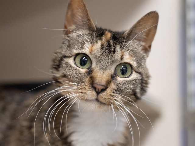 Kizzy - Female - Domestic SH