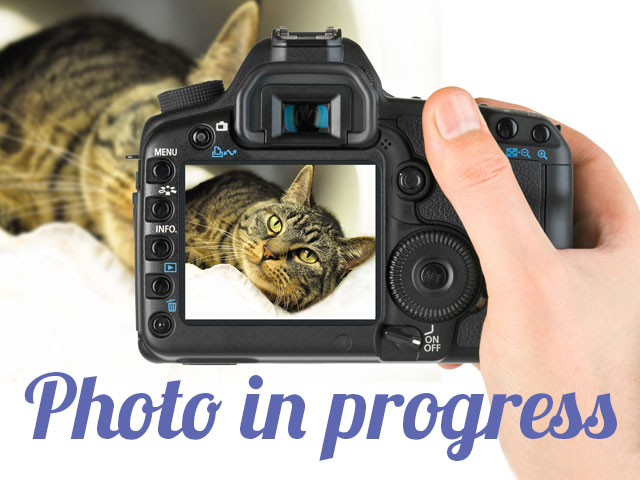 Lollipop - Female - Domestic SH