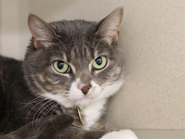 Penelope - Female - Domestic SH