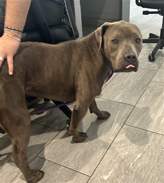 Good Boi - Male - Pit Bull