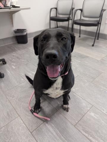 Xena - Female - Labrador Retriever-Mix