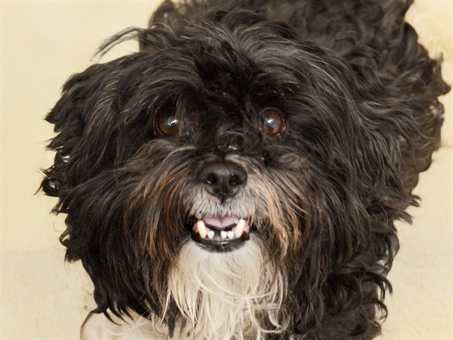 Teddy - Male - Shih Tzu-Bichon Frise