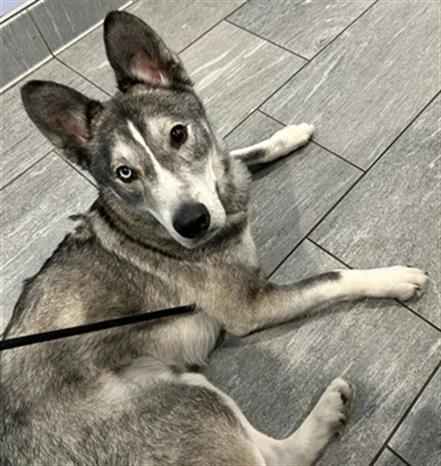 Blue - Male - Siberian Husky