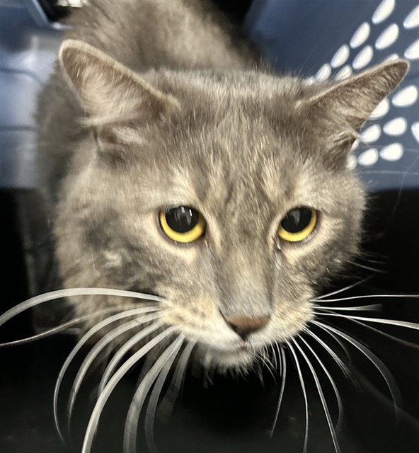 Storm - Male - Domestic MH