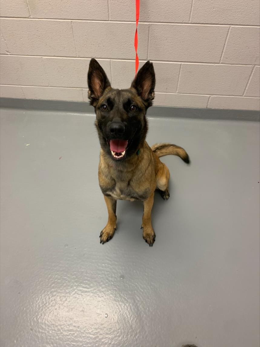 Isabella - Female - Belgian Malinois