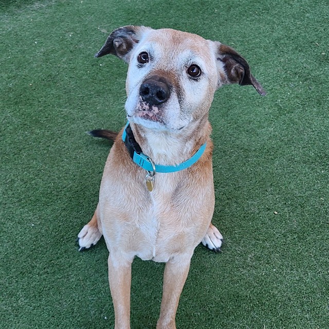 Cooper - Male - Rhodesian Ridgeback-Mix