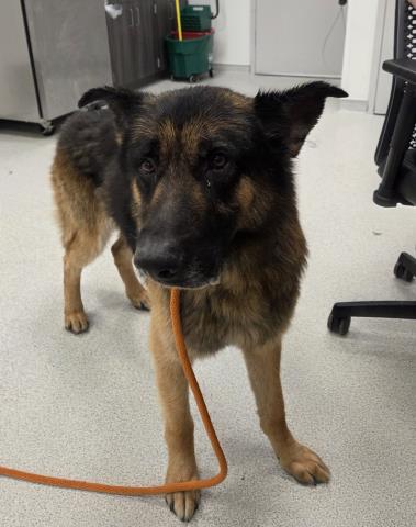 Bullet - Male - German Shepherd