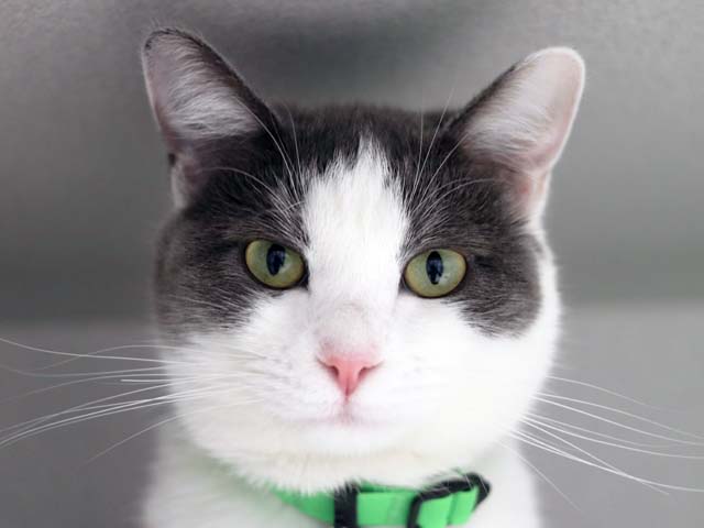 Lola - Female - Domestic SH