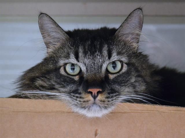 Huey - Male - Domestic LH