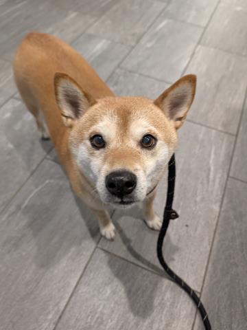Hatchy - Male - Shiba Inu
