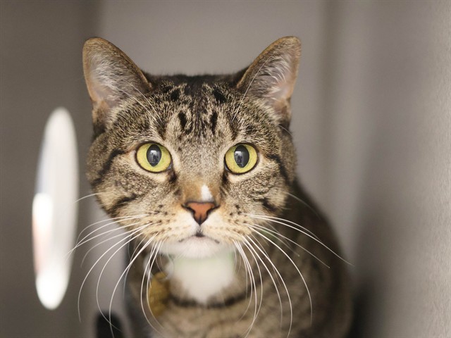 Katherine - Female - Domestic SH-Mix