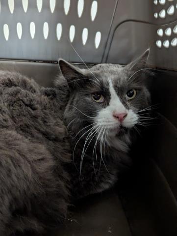 Rocky - Male - Domestic LH