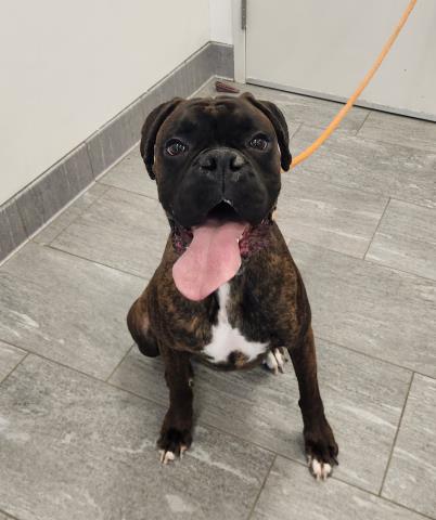 Tyson - Male - Boxer