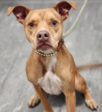 Roscoe - Male - Pit Bull-Mix