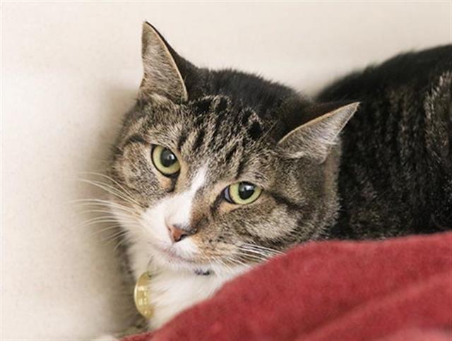 Azzi - Male - Domestic SH