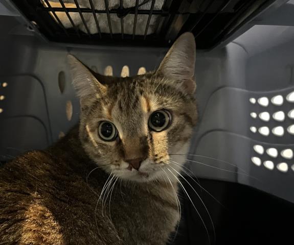 Gummy Bear - Female - Domestic SH