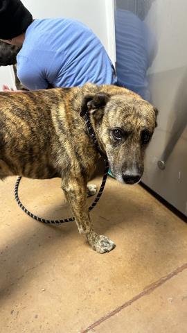 Heidi - Female - Catahoula Leopard Hound-Mix