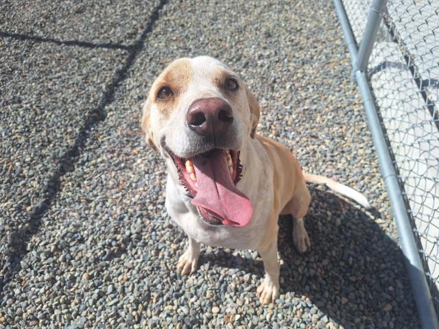 Shark - Male - Catahoula Leopard Hound-Labrador Retriever