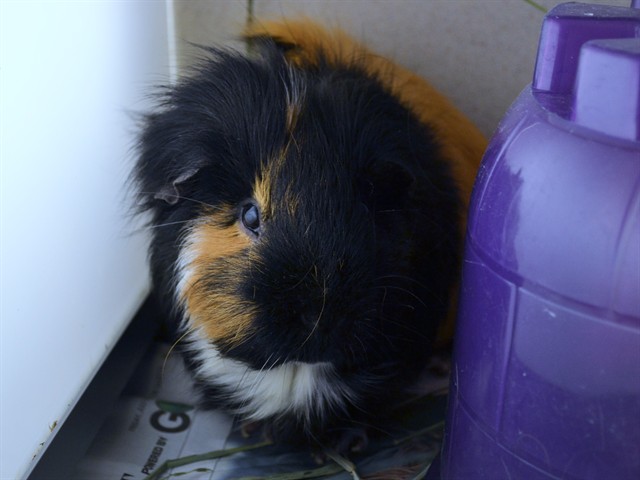 Cowboy - Male - Guinea Pig