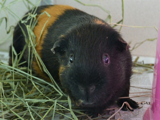 Hardy - Male - Guinea Pig