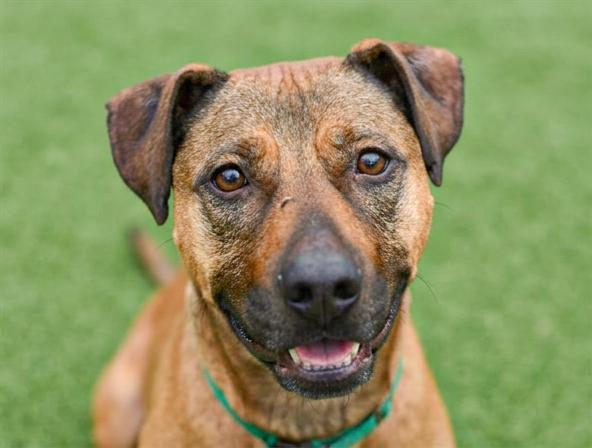 Charlie - Female - Pit Bull