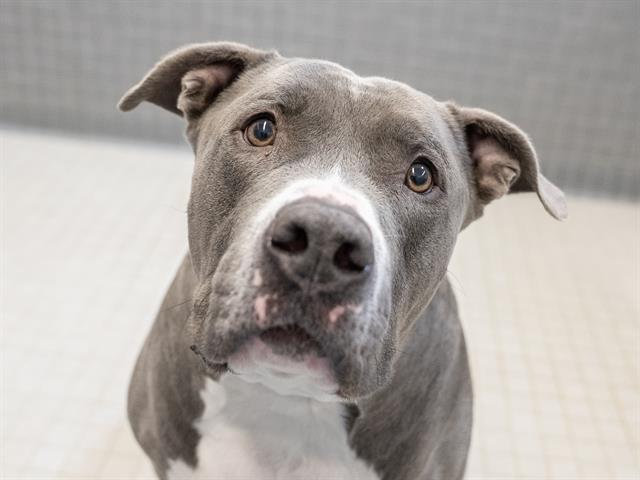 Roscoe - Male - Pit Bull