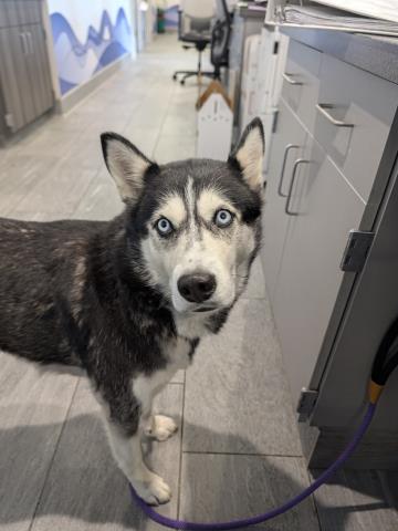 Luna - Female - Siberian Husky