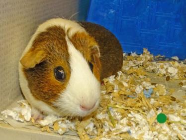 Merna - Female - Guinea Pig