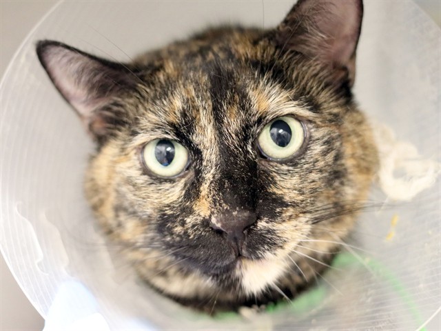 Luna - Female - Domestic SH