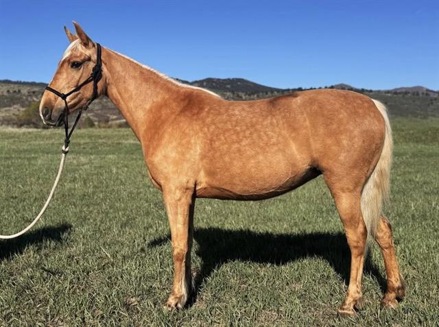 Twinkie - Female - Grade-Tn Walk Horse