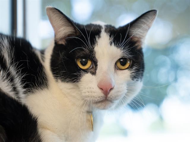 Max - Male - Domestic SH