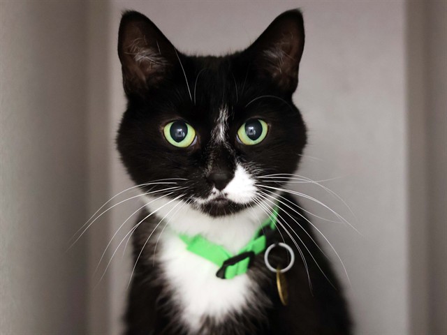 Oreo - Female - Domestic SH