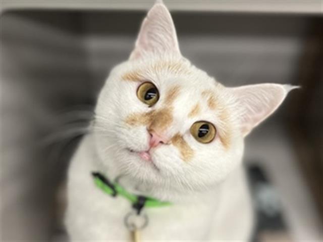 Honey - Female - Domestic SH