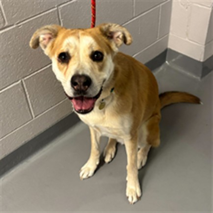 Clementine - Female - German Shepherd-Boxer