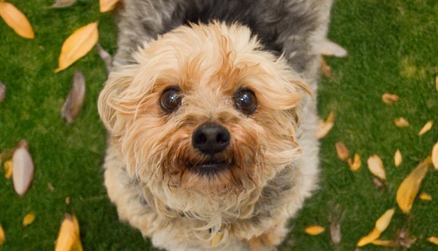 Rocket - Male - Yorkshire Terrier-Mix