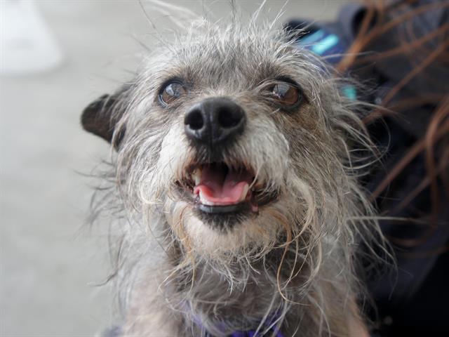 Louie - Male - Terrier-Mix