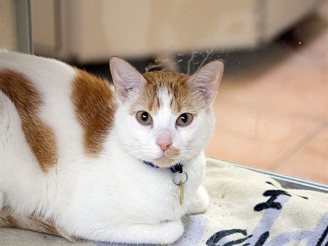 Leo - Male - Domestic SH