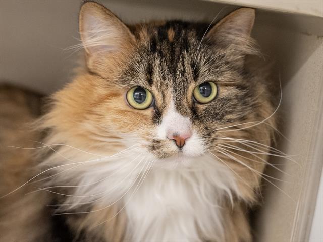 Callie - Female - Domestic LH