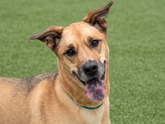 Ember - Female - German Shepherd-Mix