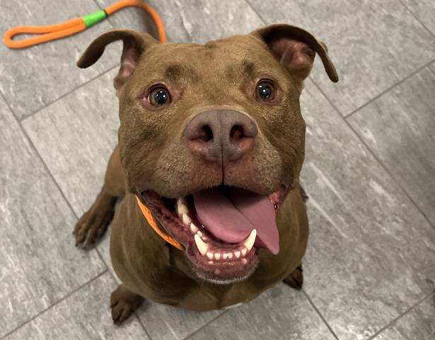 Bruce - Male - Pit Bull