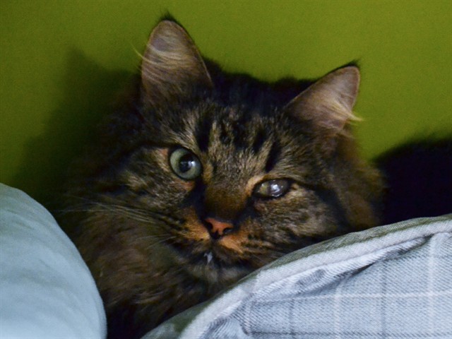 Sauce - Male - Domestic MH