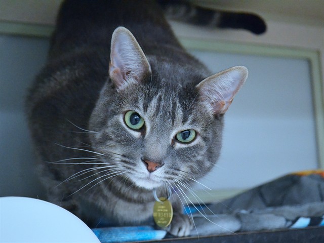 Pippin - Male - Domestic SH