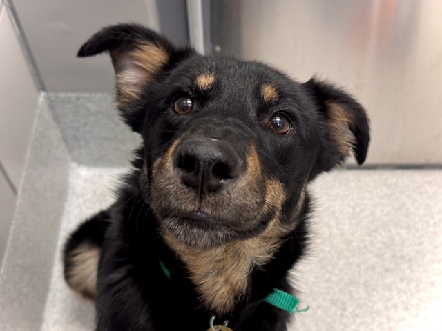 Freya - Female - Nonspecific