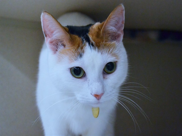 Pokii - Female - Domestic SH