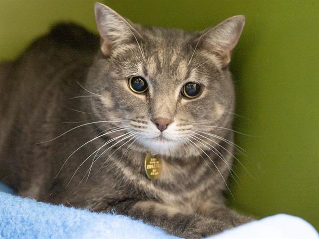 Riolu - Male - Domestic SH