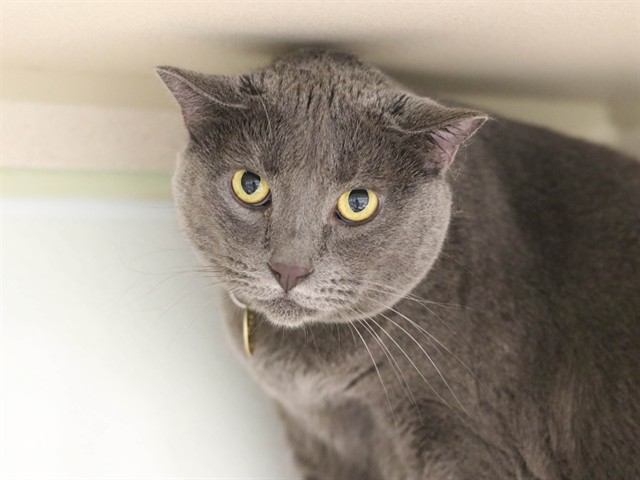 Diana - Female - Domestic SH