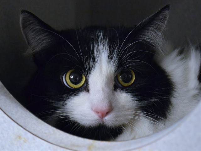 Coco - Female - Domestic LH