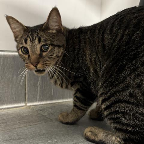 Lucas - Male - Domestic SH