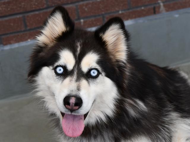 Ghost - Female - Siberian Husky